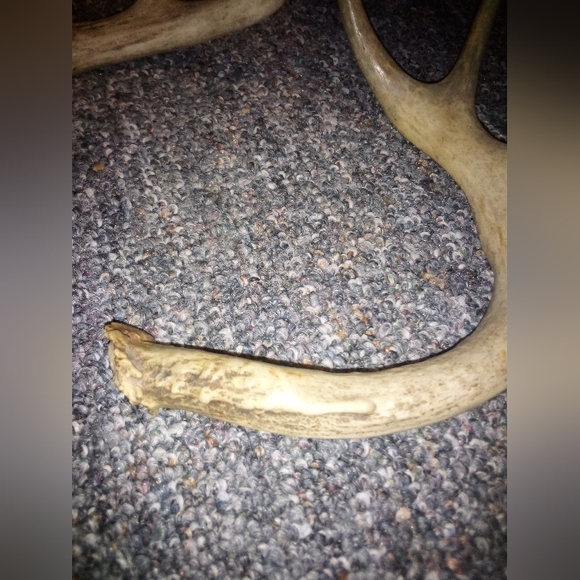 White Tail Deer Antlers Natural Shed - Picture 3 of 7